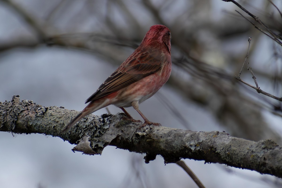 Purple Finch - ML627707572