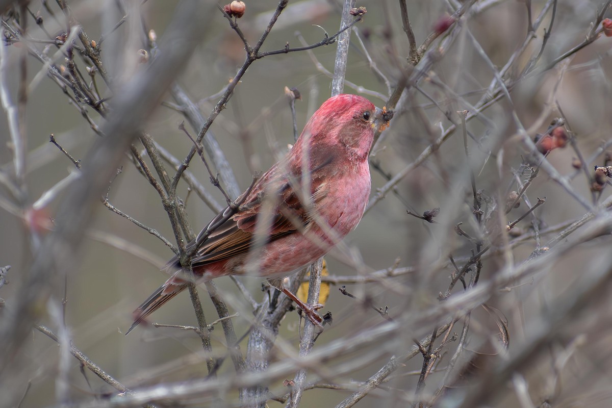 Purple Finch - ML627707573