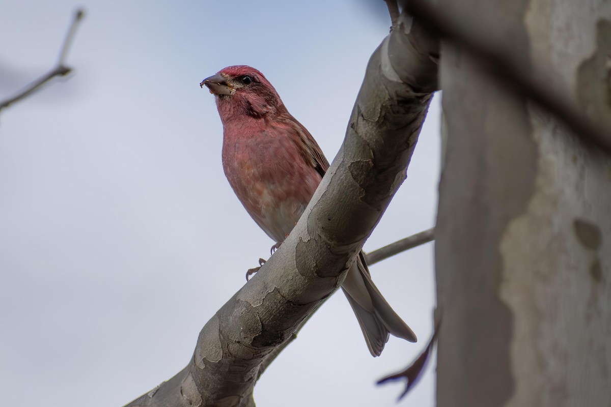 Purple Finch - ML627707574