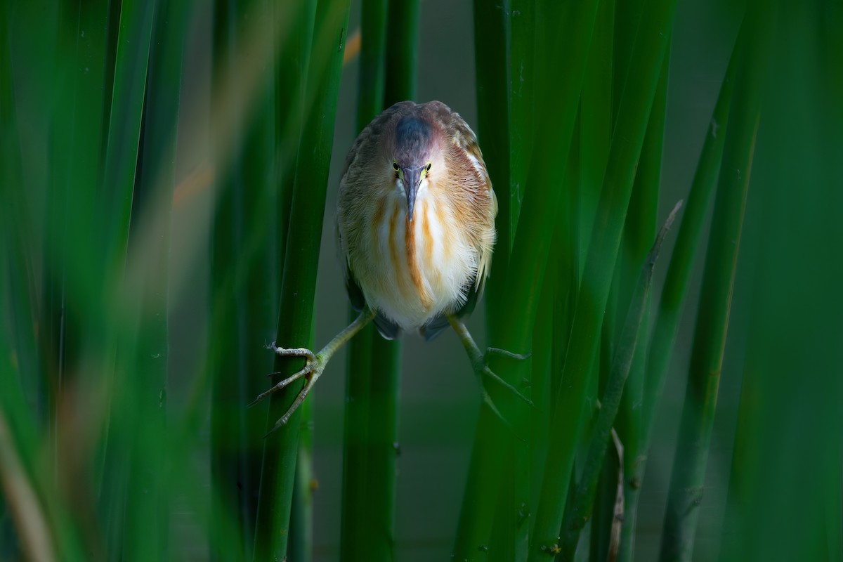 Yellow Bittern - ML627707619