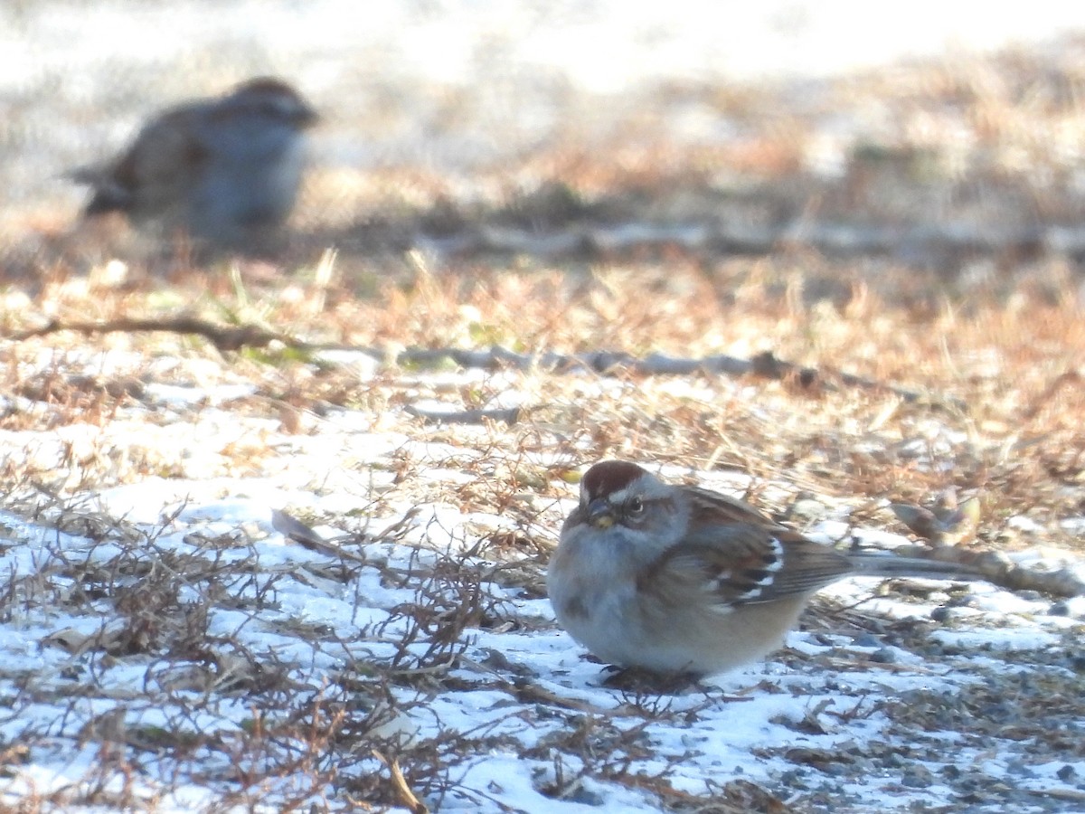 American Tree Sparrow - ML627707632