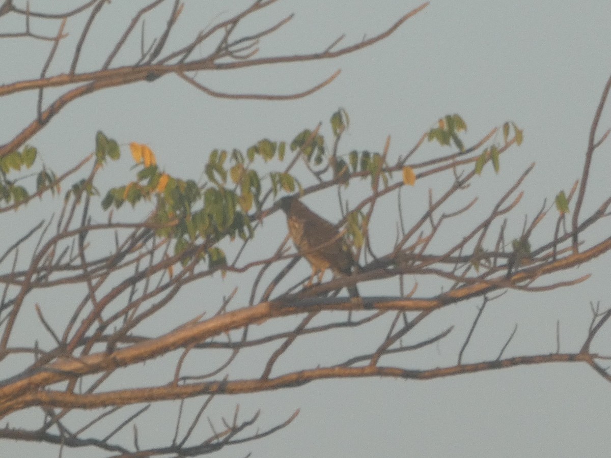 Roadside Hawk - ML627707711
