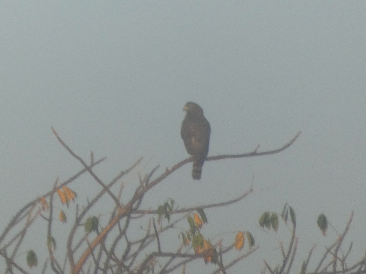 Roadside Hawk - ML627707712