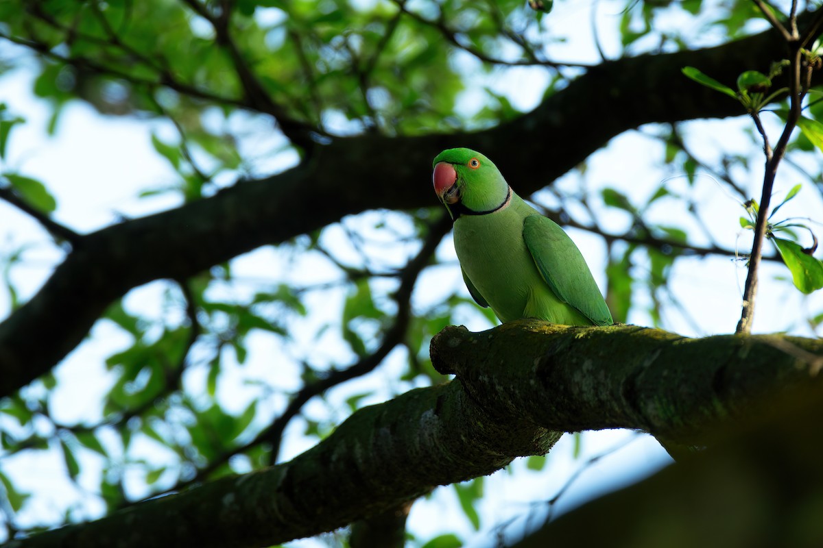 Rose-ringed Parakeet - ML627707733