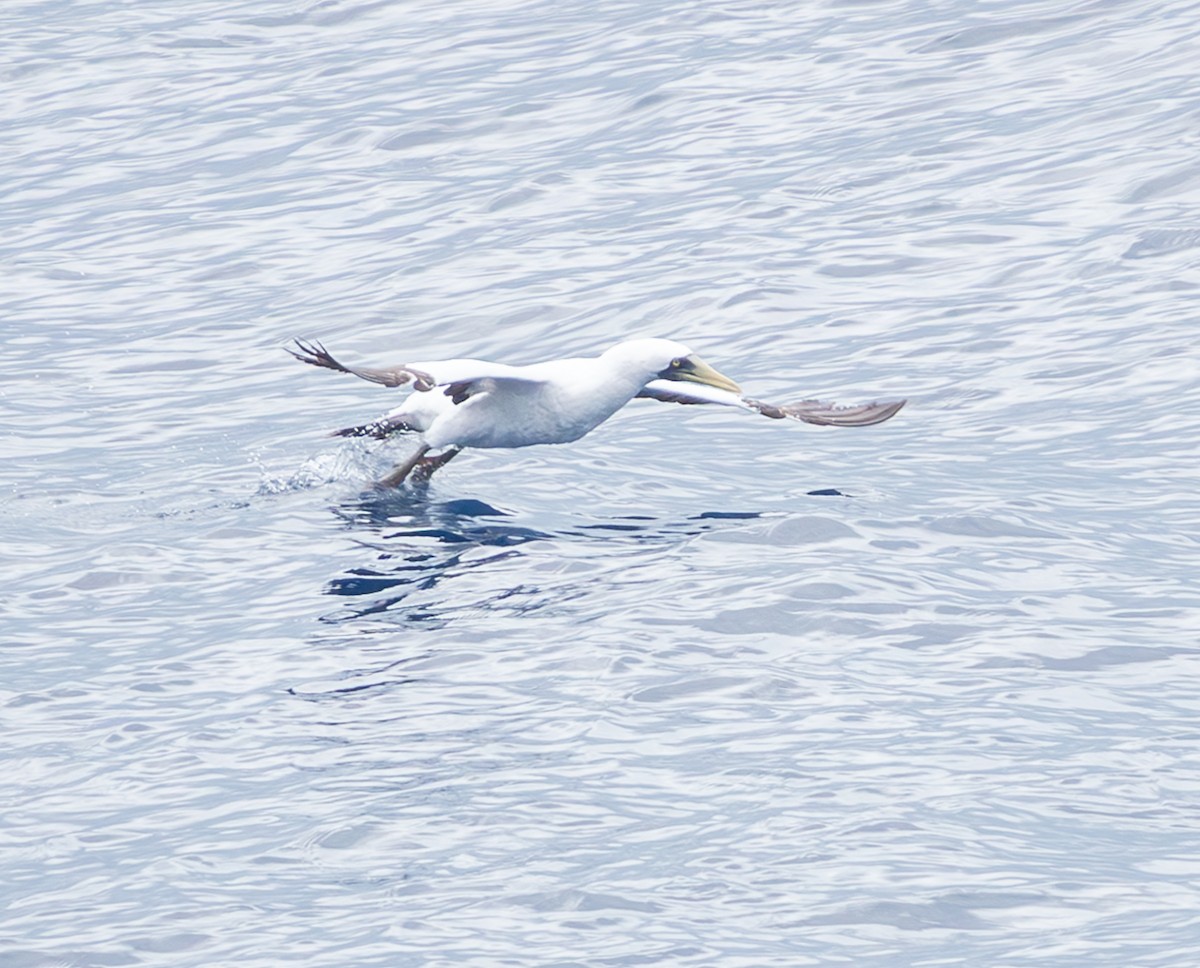 Masked Booby - ML627707739