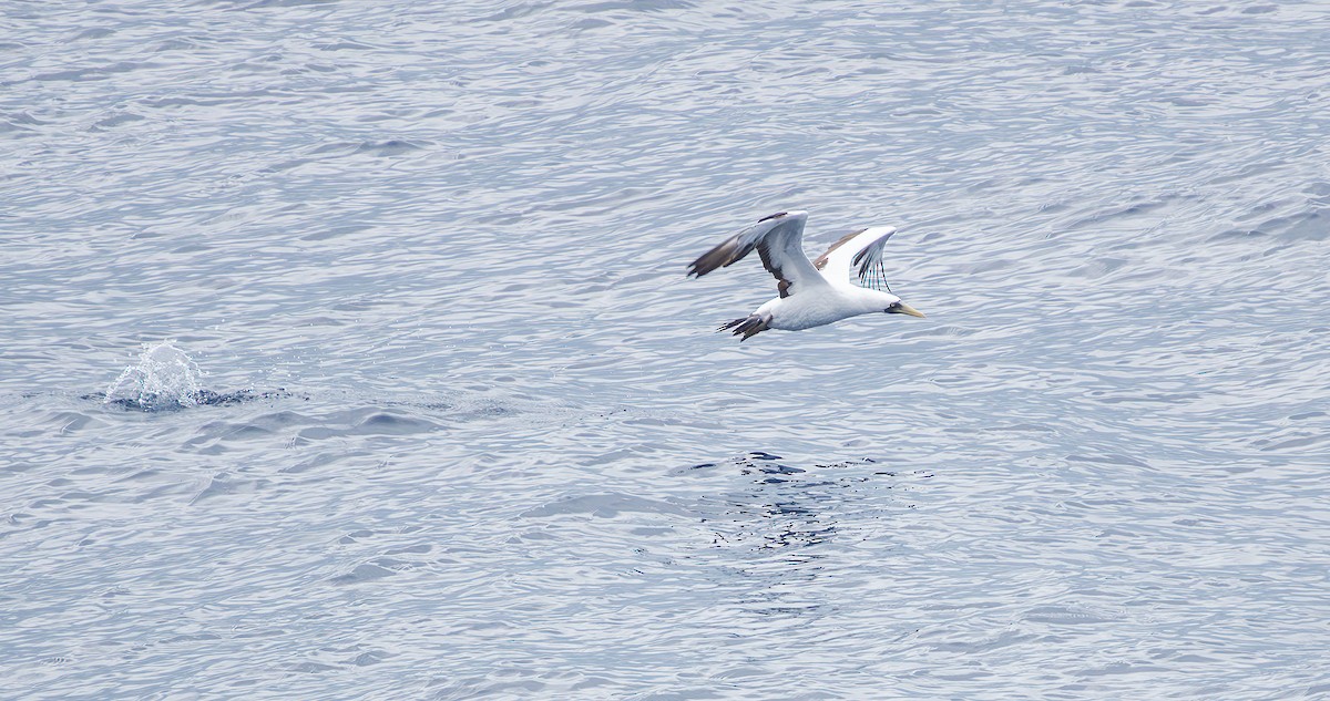 Masked Booby - ML627707795