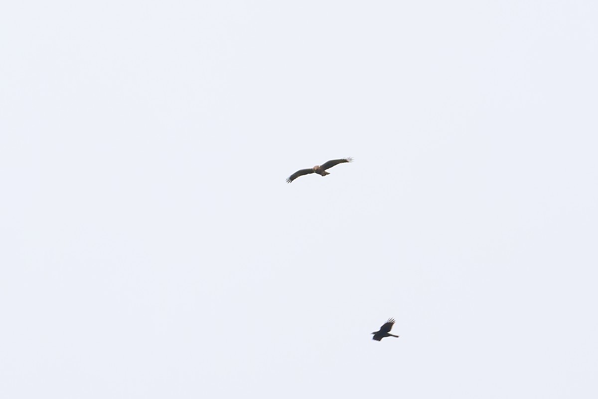 Booted Eagle - ML627707833