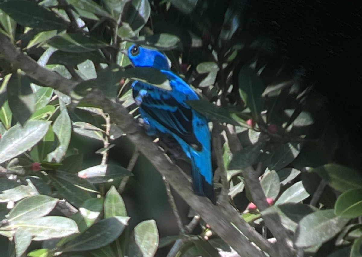 Blue Cotinga - ML627707838