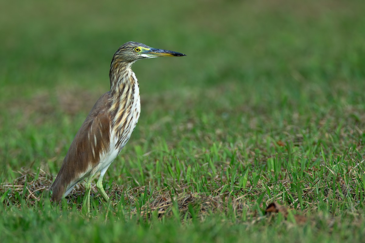 Chinese Pond-Heron - ML627707856