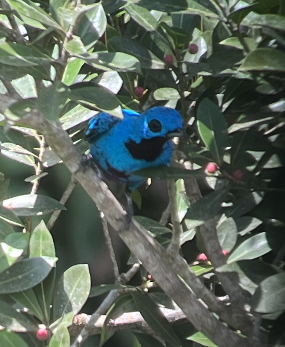 Blue Cotinga - ML627707891