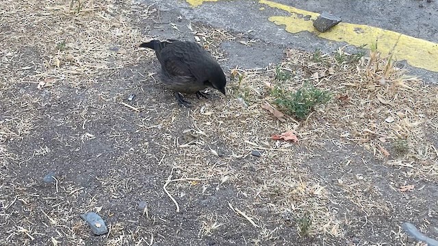 テリバネコウウチョウ - ML627707896