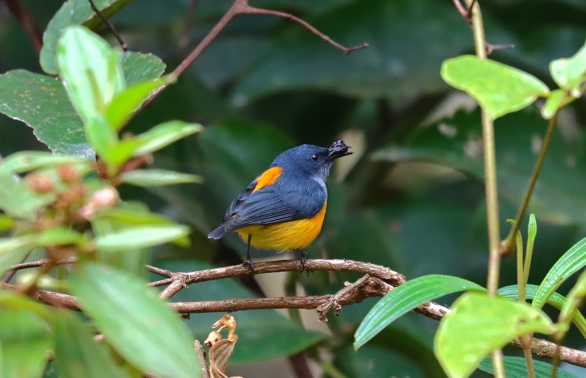 Orange-bellied Flowerpecker - ML627707903