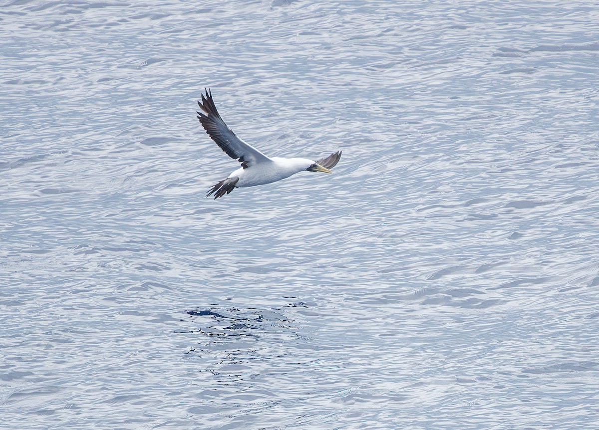 Masked Booby - ML627707911