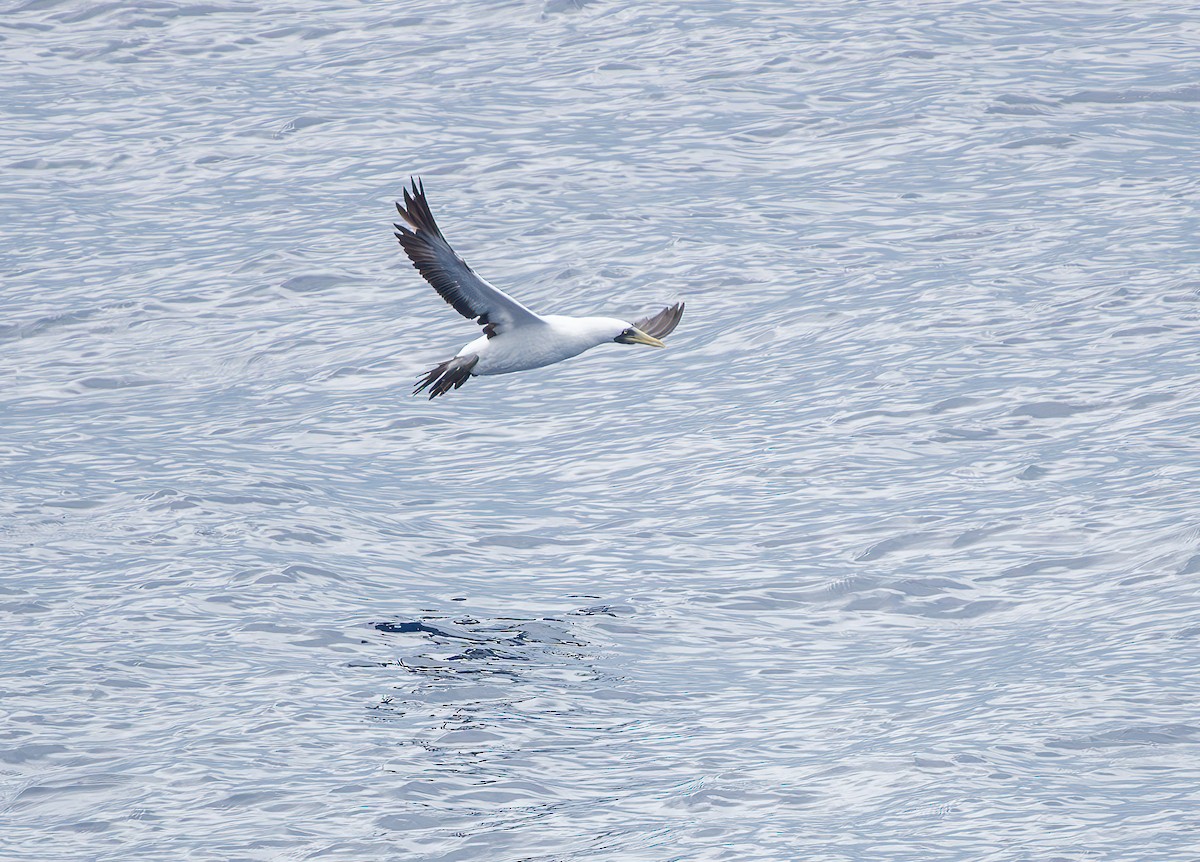 藍臉鰹鳥 - ML627707911