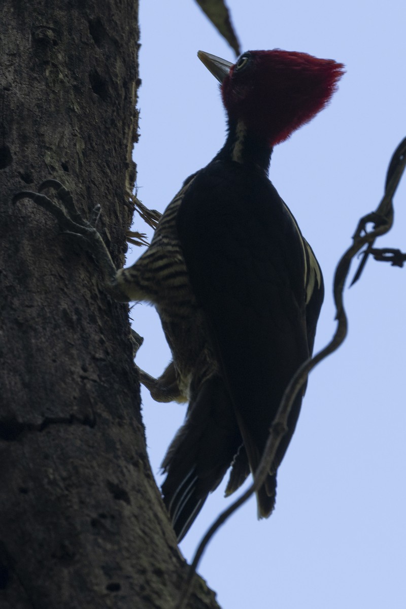 Pale-billed Woodpecker - ML627707920