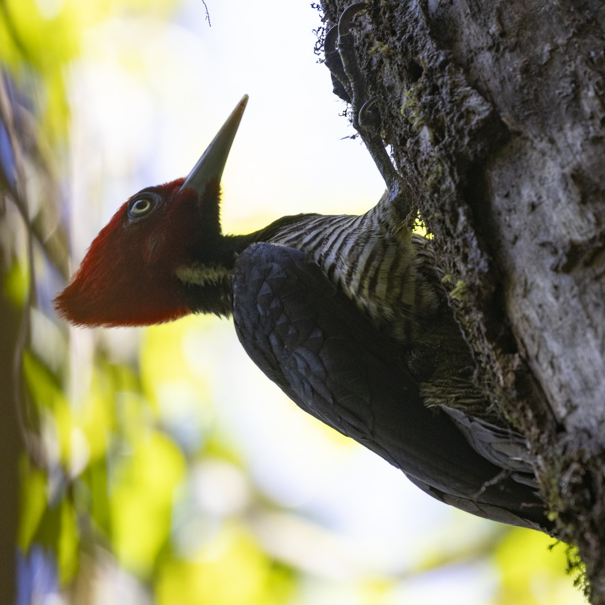 Pale-billed Woodpecker - ML627707921