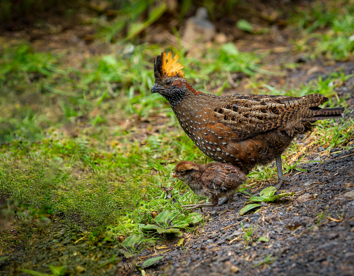 Spotted Wood-Quail - ML627707960