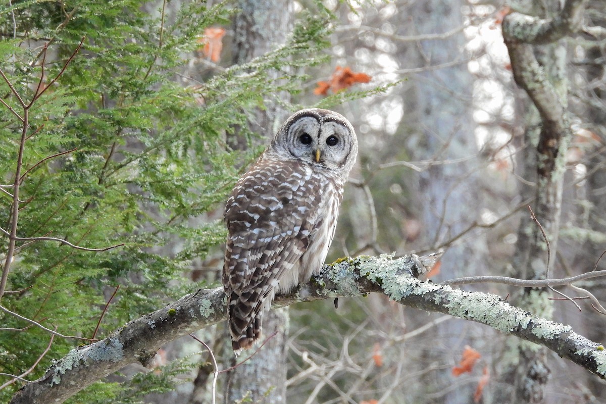 Barred Owl - ML627707962