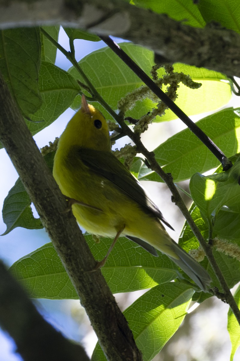 Wilson's Warbler - ML627707965