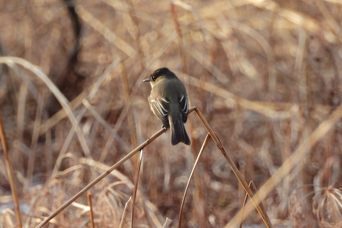 Eastern Phoebe - ML627707967