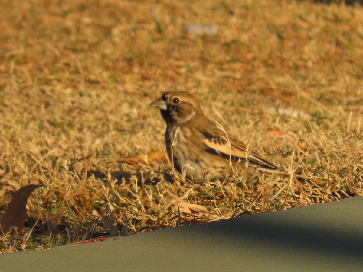 Lark Bunting - ML627708010