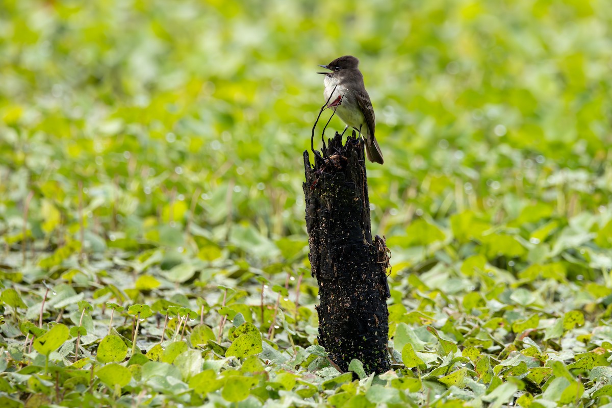 Eastern Phoebe - ML627708012