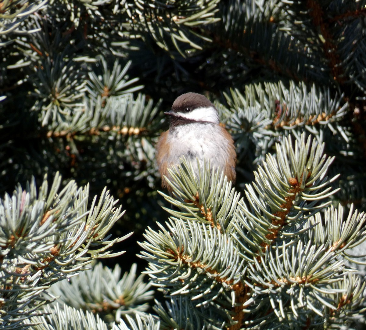 Chestnut-backed Chickadee - ML627708049