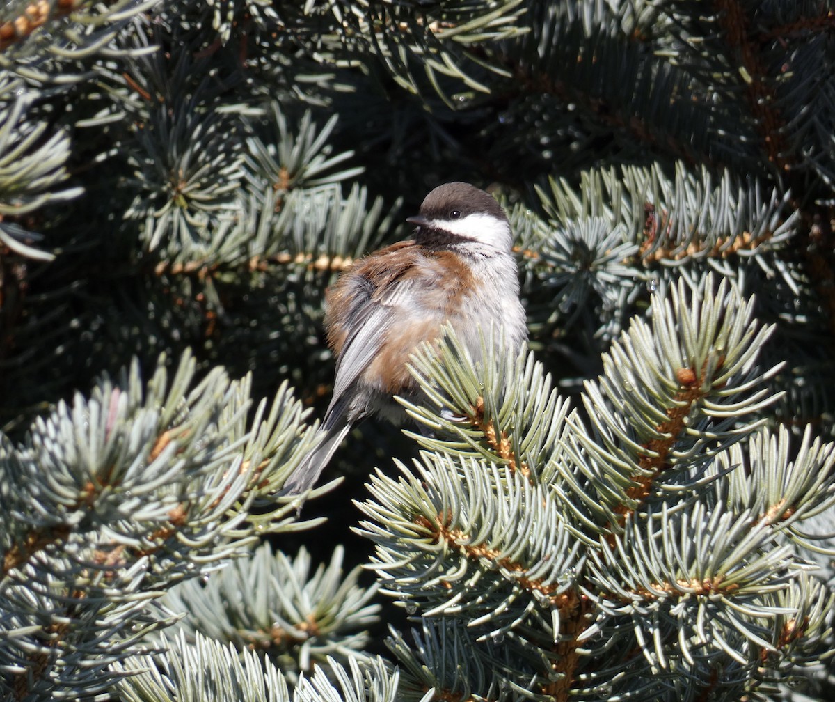 Chestnut-backed Chickadee - ML627708050