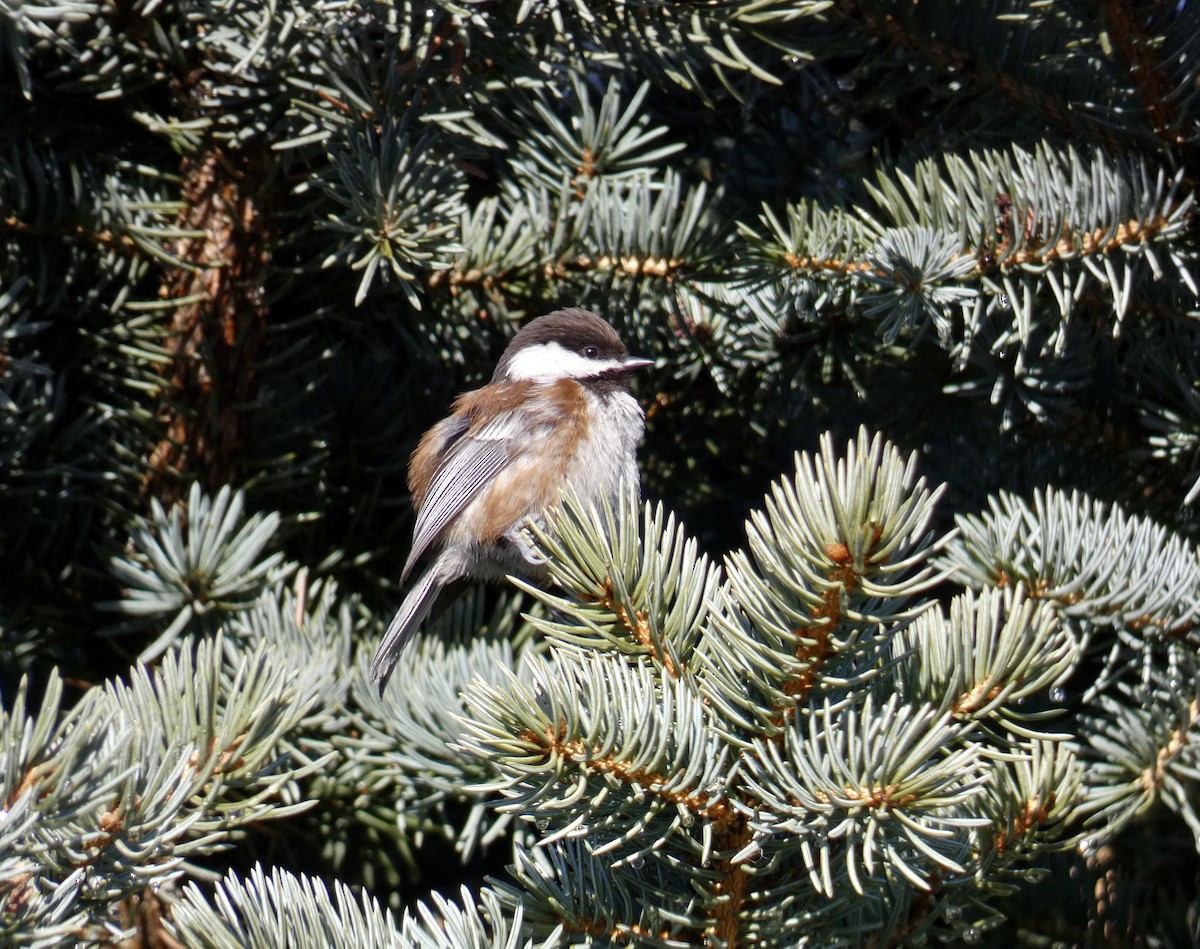 Chestnut-backed Chickadee - ML627708051