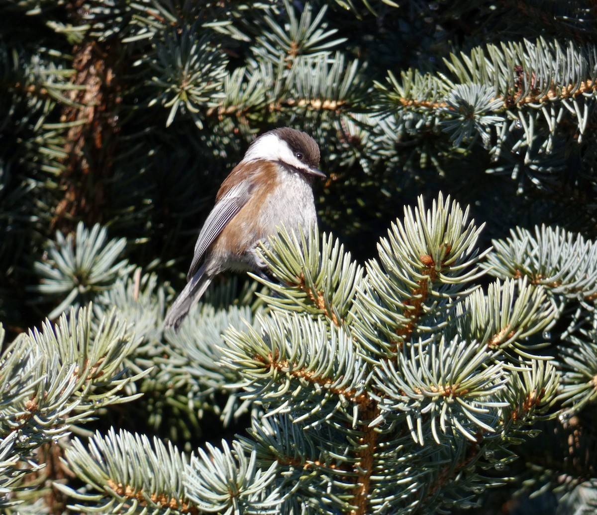 Chestnut-backed Chickadee - ML627708052