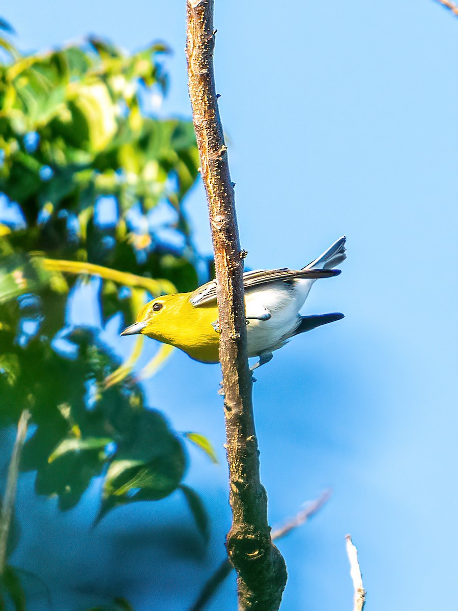 Yellow-throated Vireo - ML627708098