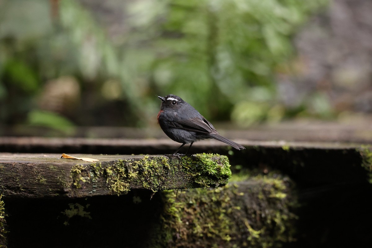 Maroon-belted Chat-Tyrant - ML627708102