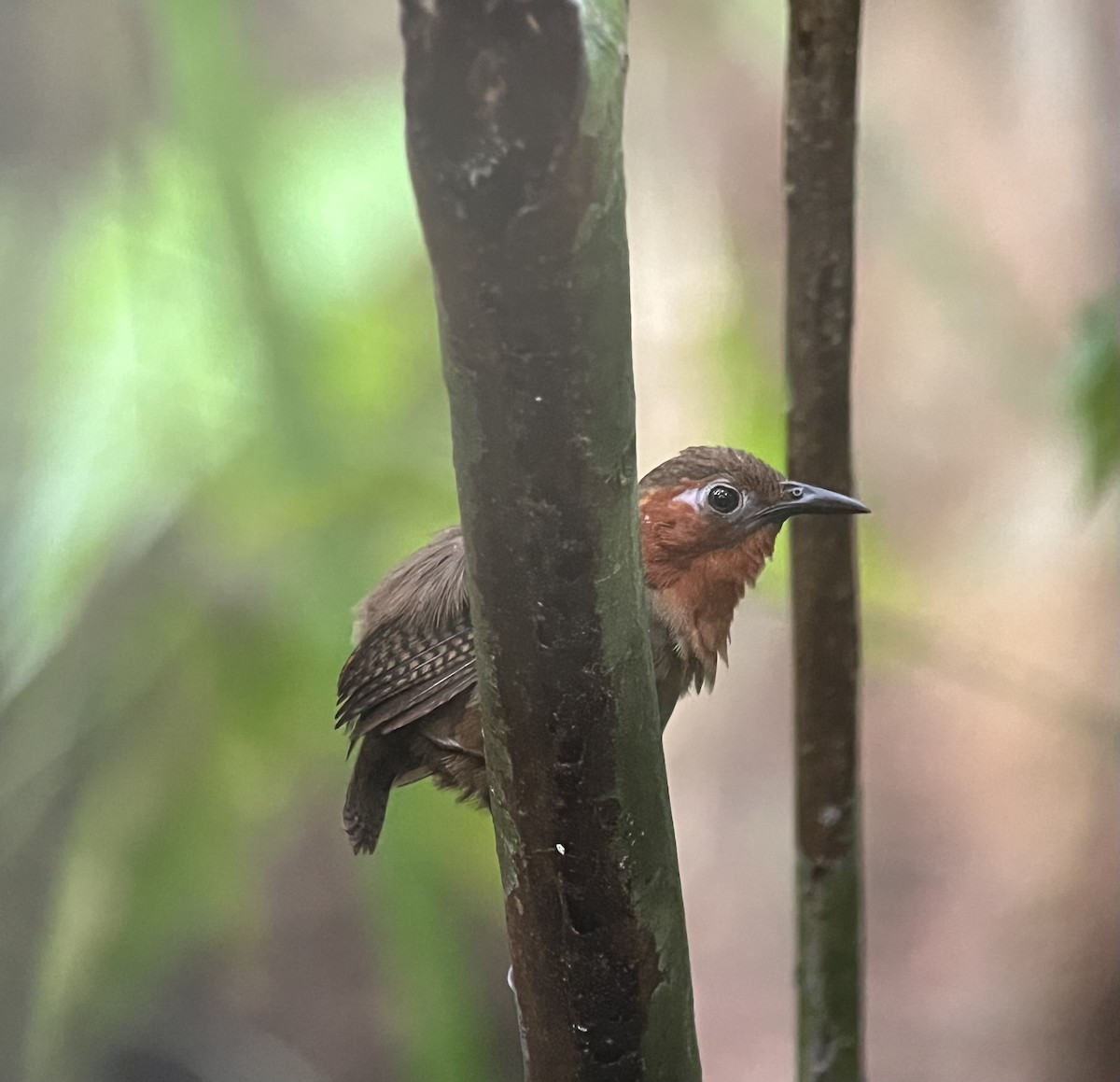 Song Wren - ML627708113
