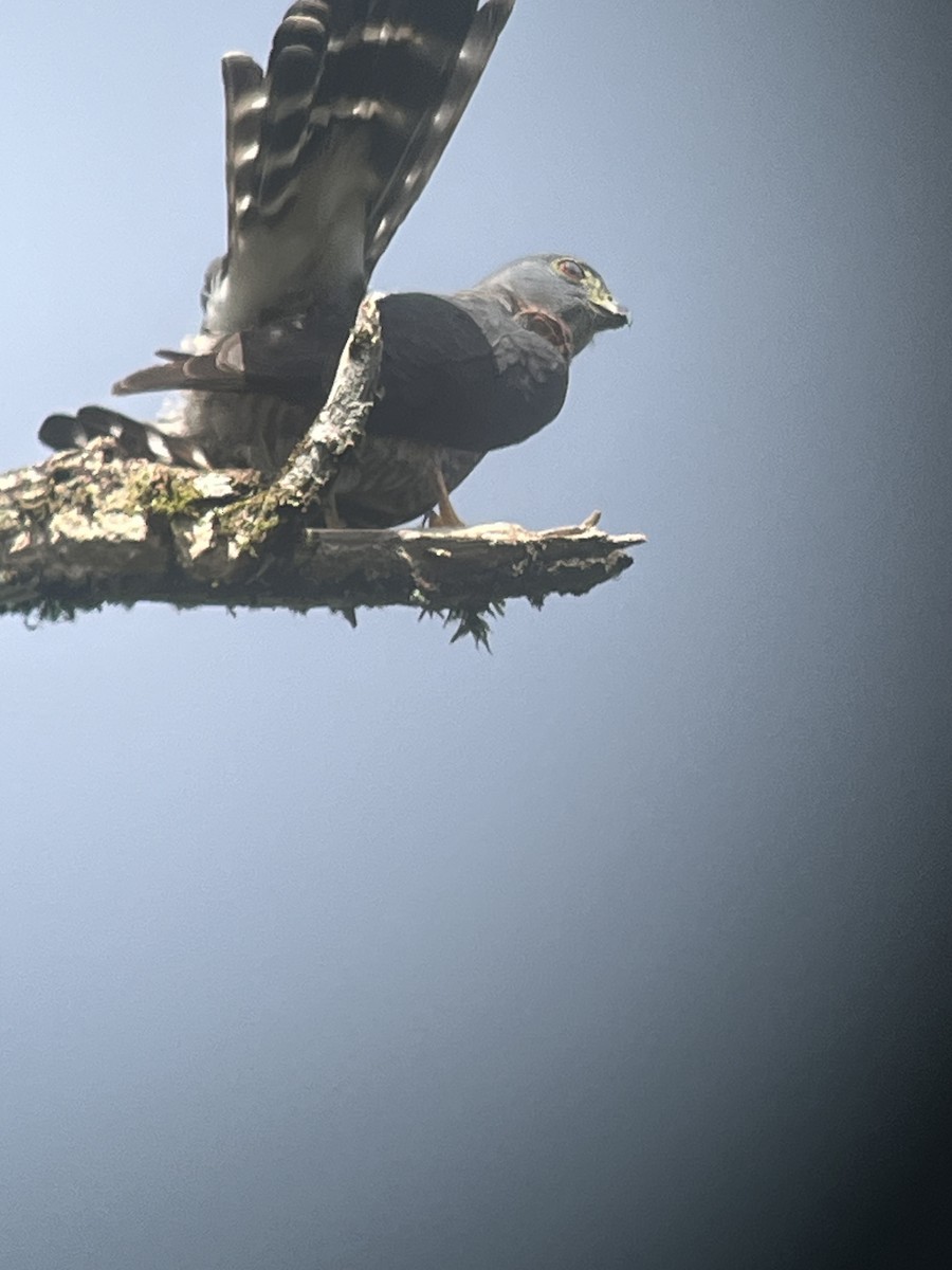 Double-toothed Kite - ML627708227