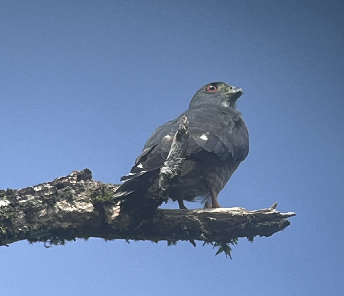 Double-toothed Kite - ML627708247