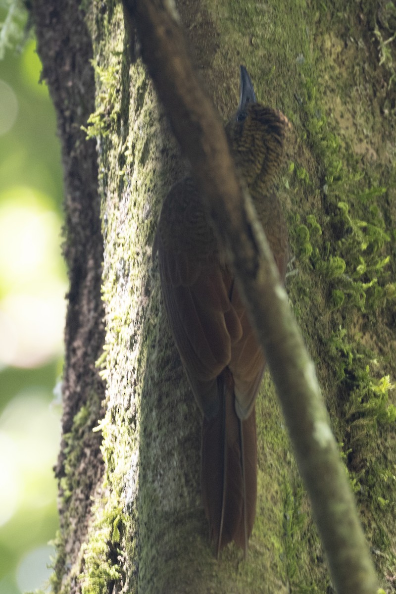 Northern Barred-Woodcreeper - ML627708249