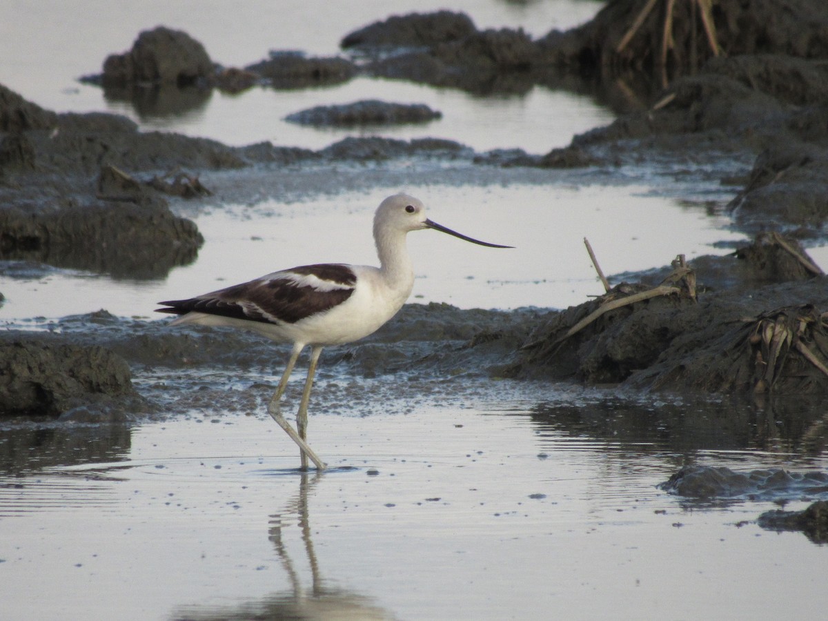 American Avocet - ML627708302