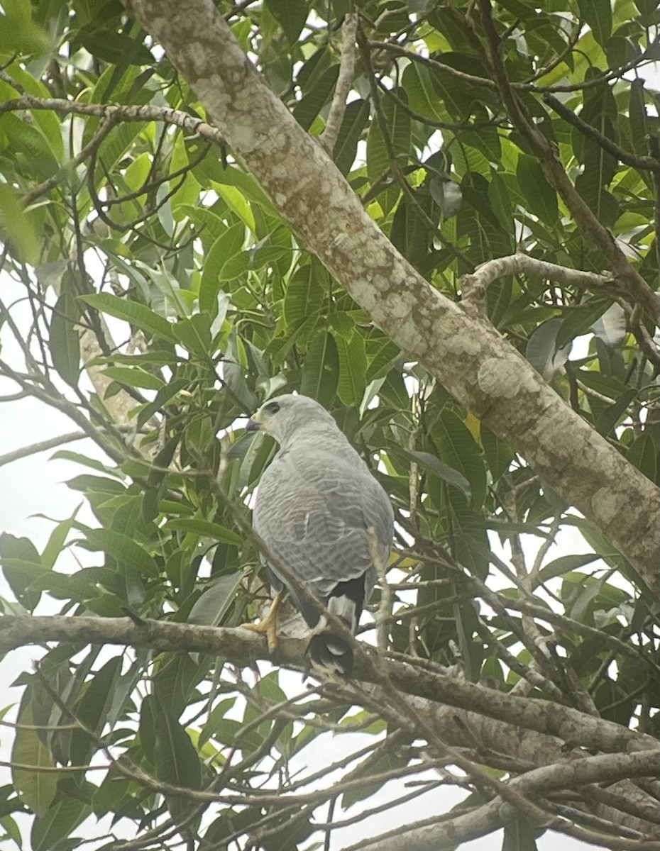 Gray-lined Hawk - ML627708372