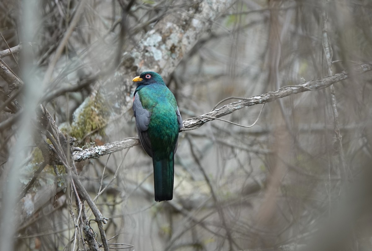 ecuadortrogon - ML627708447