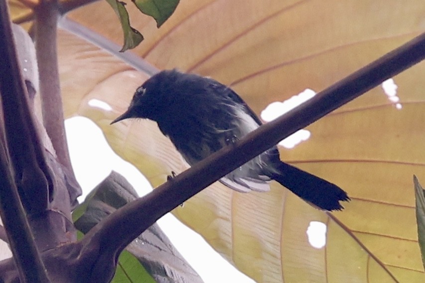 Slate-throated Gnatcatcher - ML627708454