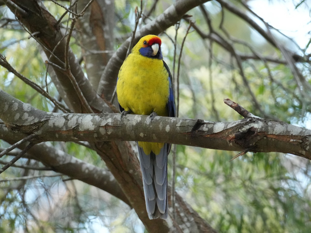 Green Rosella - ML627708518