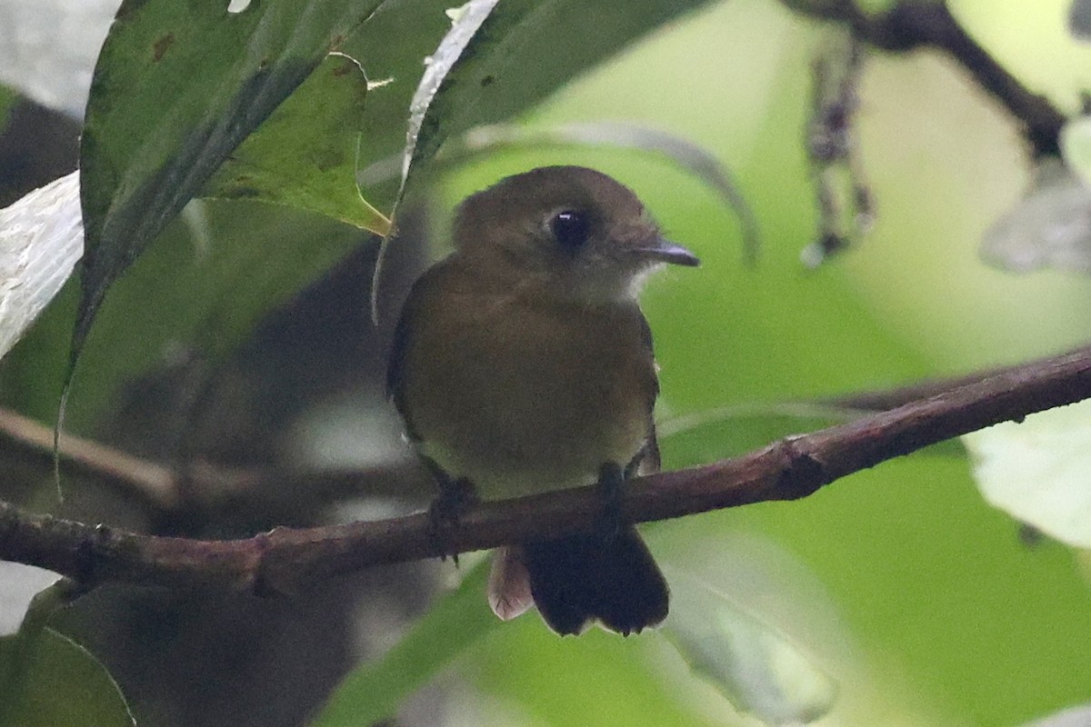 Sulphur-rumped Flycatcher - ML627708527