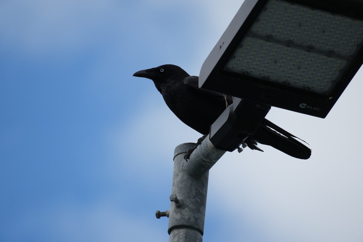 Forest Raven - ML627708533