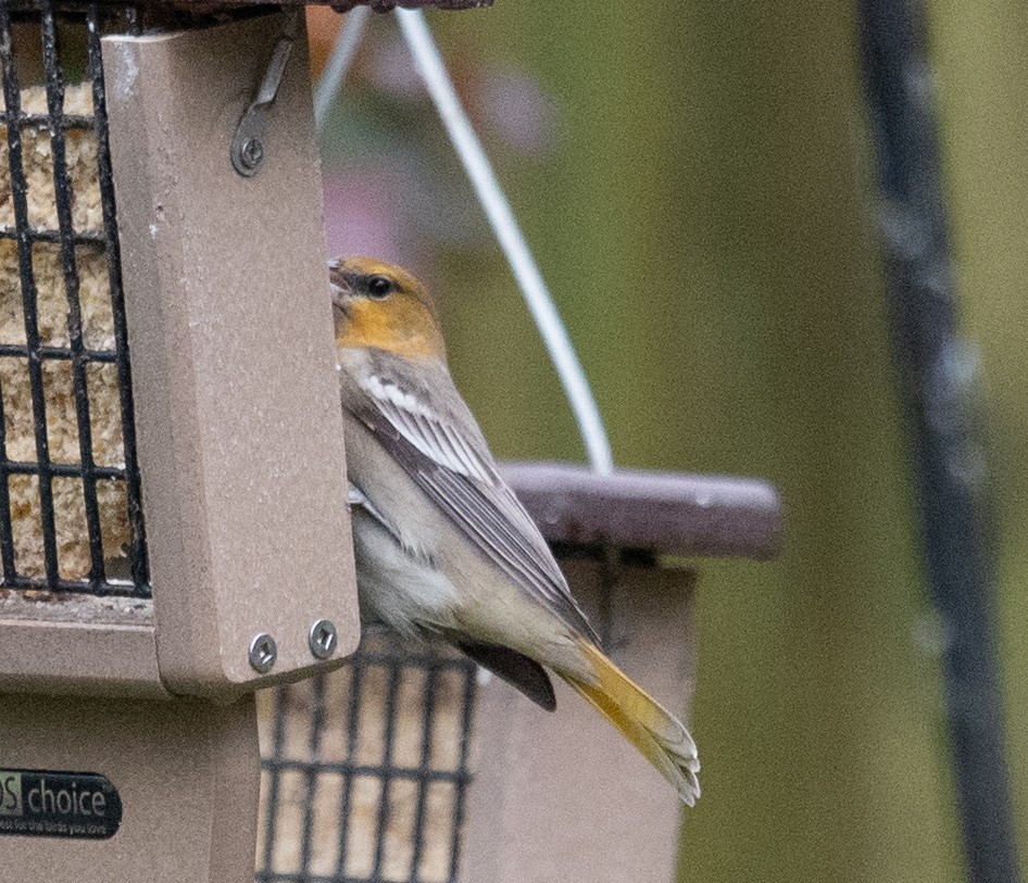 Bullock's Oriole - ML627708535