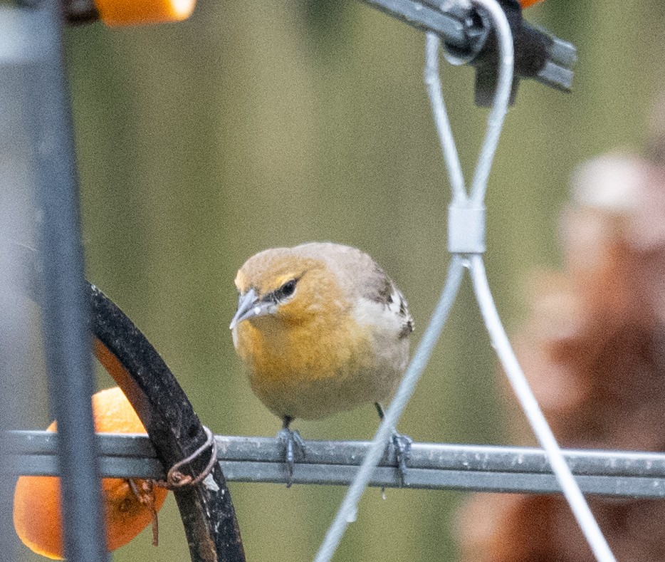 Bullock's Oriole - ML627708537