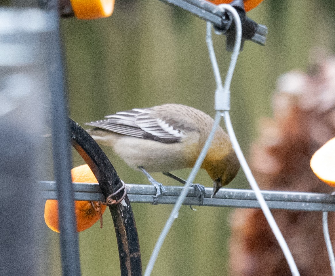 Bullock's Oriole - ML627708540