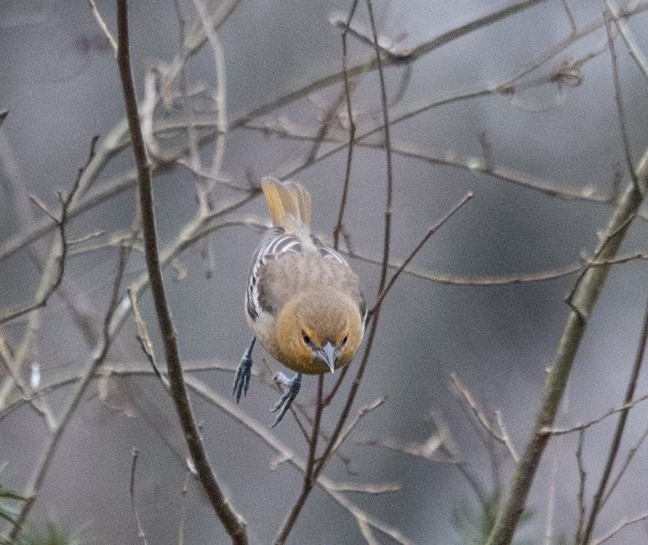 Bullock's Oriole - ML627708541