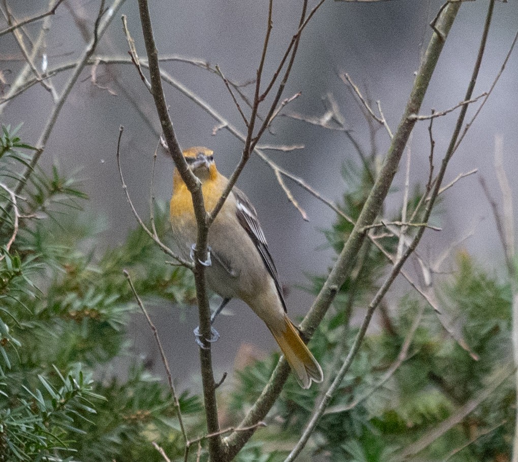 Bullock's Oriole - ML627708542