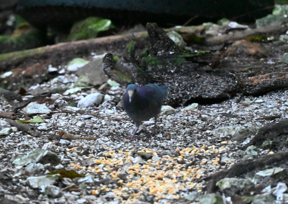 White-fronted Quail-Dove - ML627708552