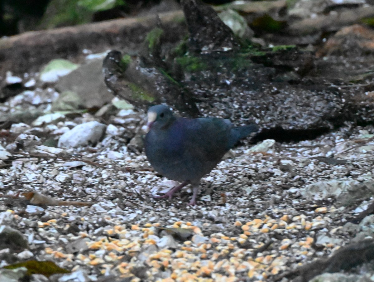 White-fronted Quail-Dove - ML627708563